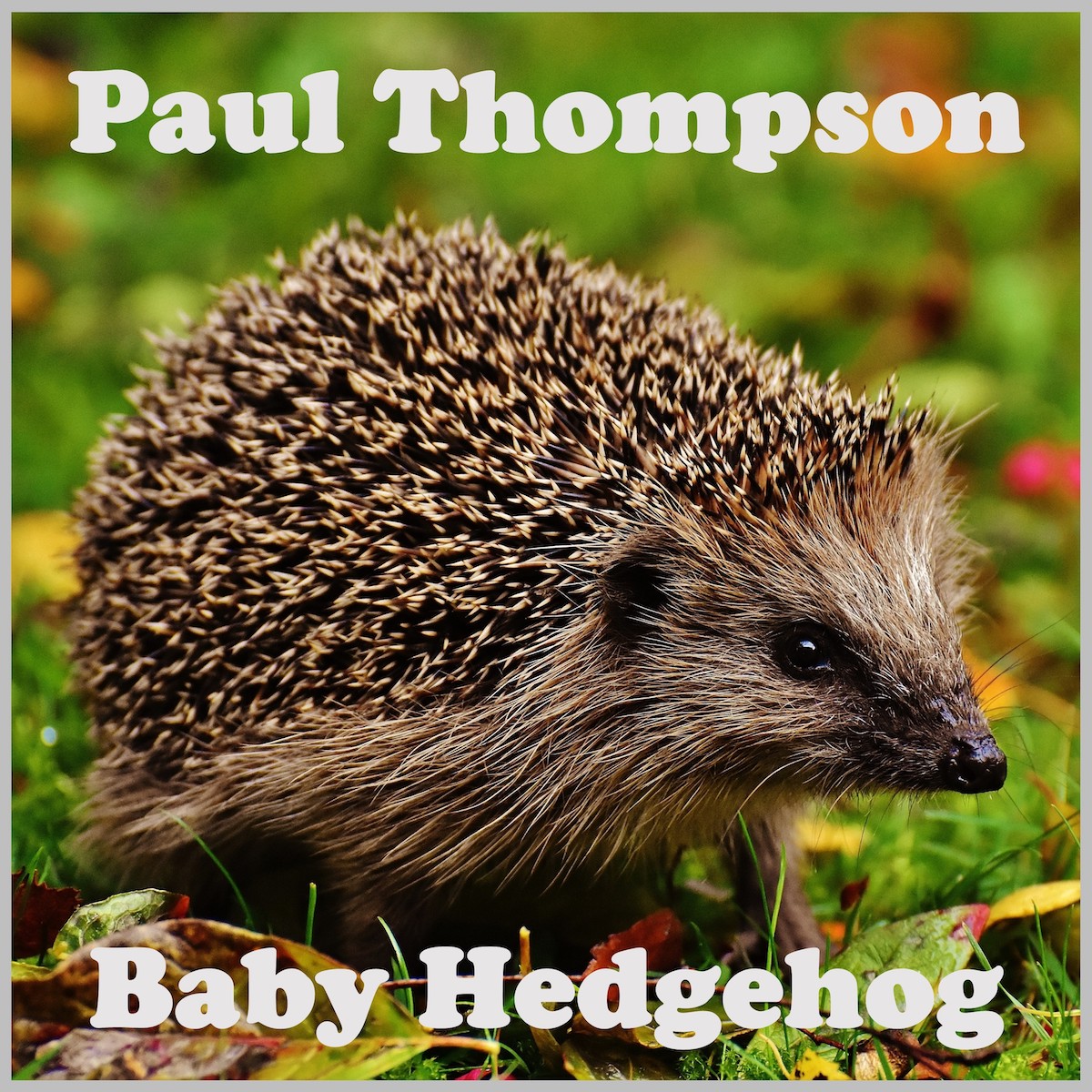 ALBUM REVIEW: Baby Hedgehog by Paul Thompson